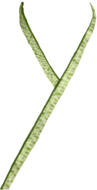 【重ね衿】絞り　NO.6_1029